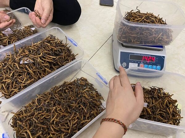 quá trình cân đo phân loại đông trùng bhutan
